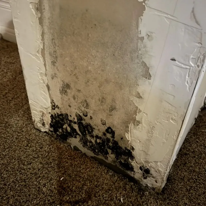 Professional Mold Removal in Mount Vernon, WA